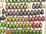 a lot of beetles that are on display in a box