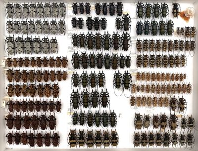 a lot of bugs that are on display in a glass case