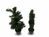 deux plantes en pot placées l'une à côté de l'autre