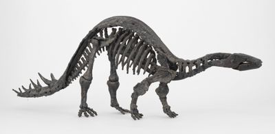 an image of a dinosaur skeleton is shown on a white background