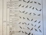 a lot of birds that are flying in the air