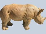 a rhino that is standing on a blue surface