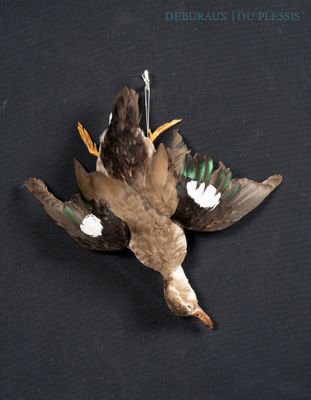 a bird that is laying down on a black surface