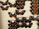 a lot of butterflies that are on display in a glass case