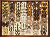many different types of insects displayed in a shadow box