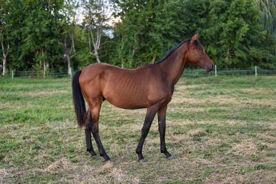 a horse that is standing in the grass in the field