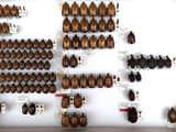many beetles on the wall in the room