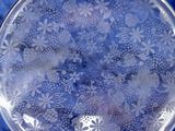 an image of a glass plate with flowers on it