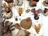 many different types of sea life displayed in a box