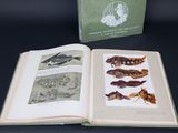 a book opened to show a picture of various insects