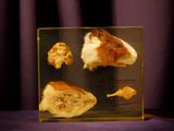 une photo d'un hamster qui se trouve dans une cage en verre