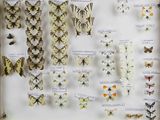 many different types of butterflies on display in a glass case