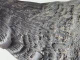 a close up of a elephant ' s trunk with a lot of scratches on it