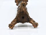 a close up view of a bronze statue of a turtle