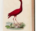 an open book with a drawing of a red bird on it