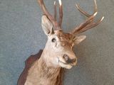 a deer head mounted on the wall of a building