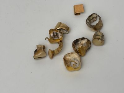 five pieces of tooth that have been cut in half