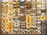 many different types of moths displayed in a box