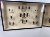 a lot of bugs that are in a display case