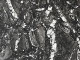 a black and white photo of a tree with snow on it