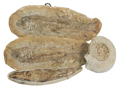 du poisson séché sur fond blanc, accompagné d'un morceau de pain