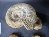 two fossils are on a table next to a knife and a piece of paper