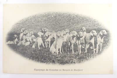 beaucoup de chiens qui se tiennent tous ensemble dans l'herbe