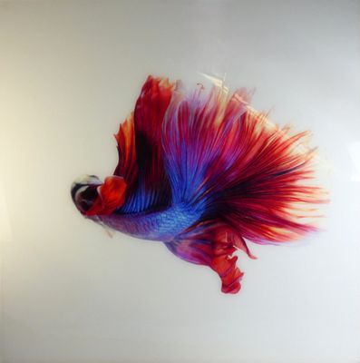 peinture représentant un poisson rouge et bleu sur un fond blanc