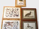 four framed pictures of birds and birds on a white background