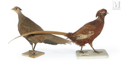 pair of pheasants standing on marble blocks on a white surface
