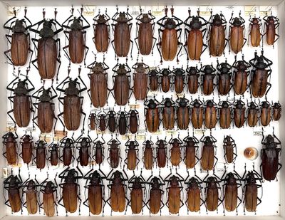 a lot of bugs that are hanging on the wall