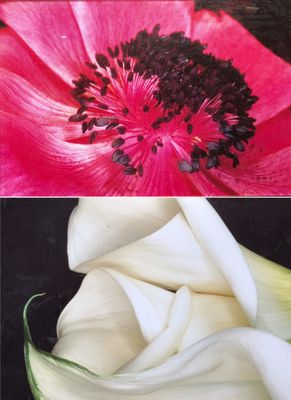 two pictures of a red flower and a white flower