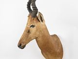 an antelope head mounted on a wall in a white room