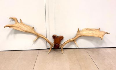 Trophée de chasse. Bois et corne.