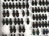 a lot of bugs that are hanging on the wall