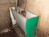 un chien assis dans une baignoire