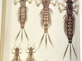 many different types of insects in this book