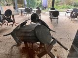 deux oiseaux posés sur une table dans un restaurant