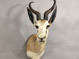 une antilope assise sur un mur