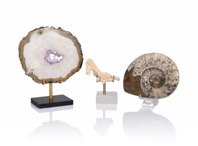 three different types of fossil specimens on stands on a white surface