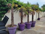 several palm trees are lined up against a white wall with purple pots