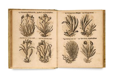 un livre ouvert sur lequel figurent des dessins de plantes et de fleurs