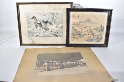 deux photos d'oiseaux encadrées, exposées sur une table