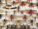 a picture of a display of insects in a wooden frame