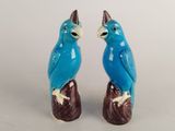 two blue birds sitting on top of a tree stump