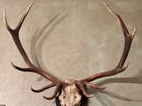 une tête de cerf accrochée au mur d'une pièce