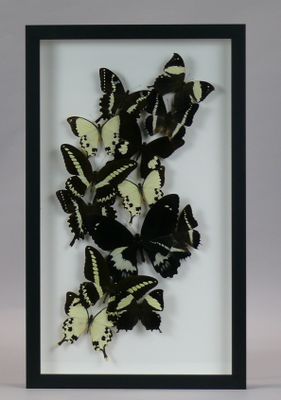 butterflies in a shadow box with a white background