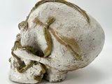 a white skull with a snake on it ' s head