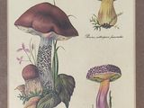 trois types de champignons différents sur cette photo