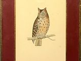 painting of an owl sitting on a branch in a red frame